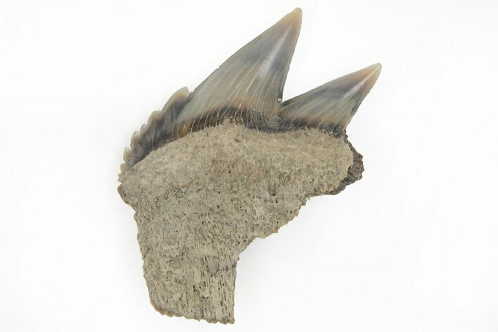 Partial, Fossil Cow Shark (Notorhynchus) Tooth - Aurora, NC #184436
